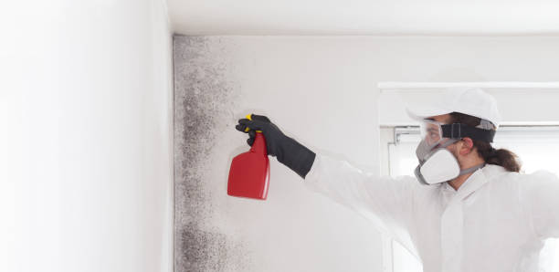 Best Mold Damage Repair  in Hereford, TX